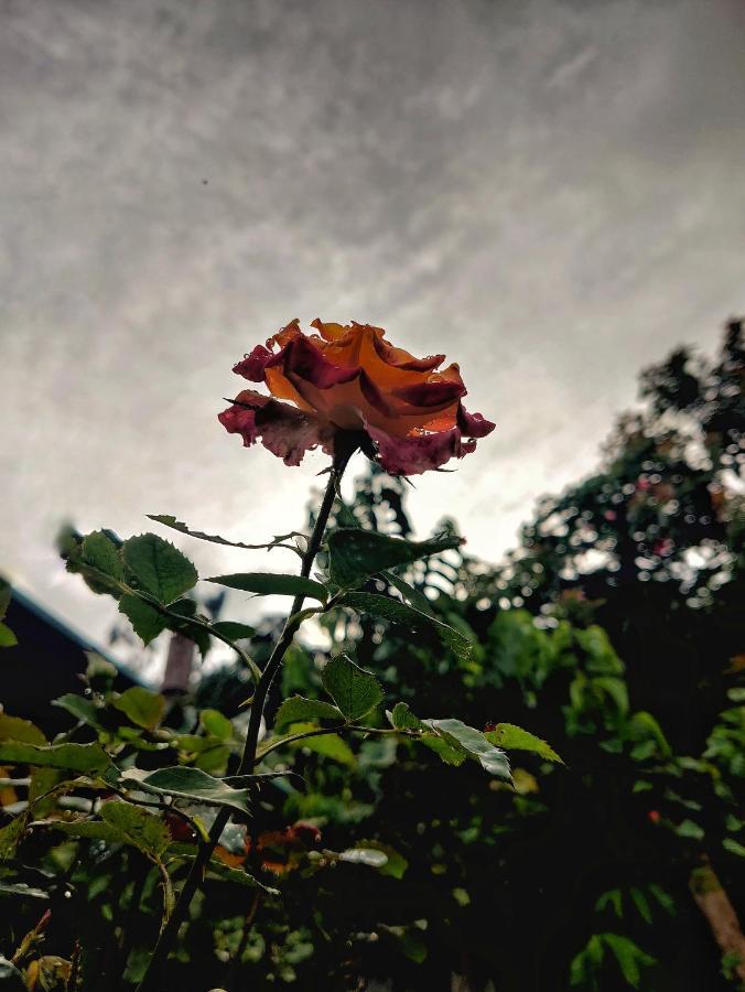 Westernghats Homestay Madikeri Dış mekan fotoğraf